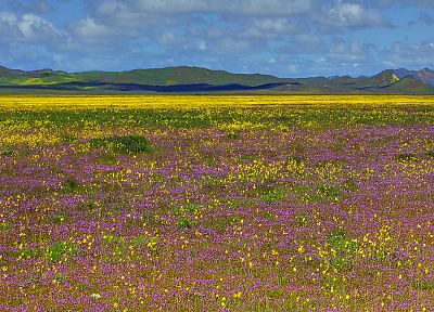 fields, California, national, wildflowers - random desktop wallpaper