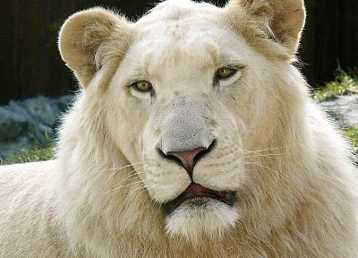 animals, white lions - random desktop wallpaper