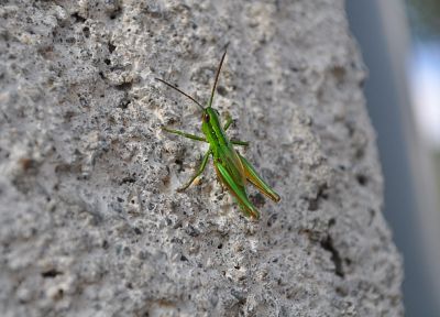 green, insects, depth of field, grasshopper - random desktop wallpaper