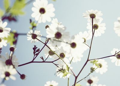 nature, flowers - desktop wallpaper