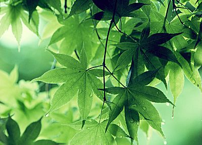 green, leaves, water drops - desktop wallpaper