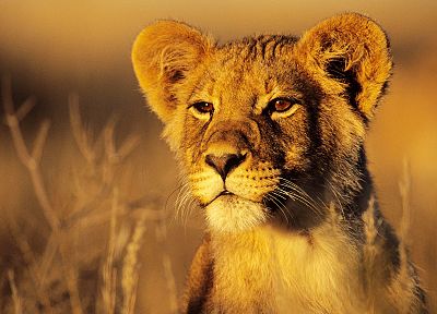 nature, animals, lions - desktop wallpaper