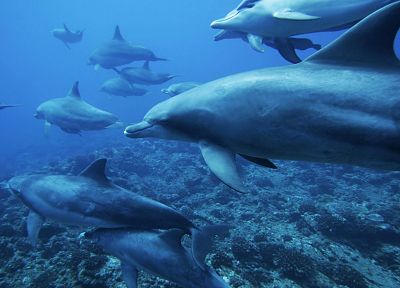 nature, dolphins - random desktop wallpaper