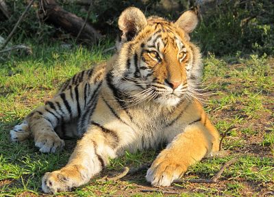 animals, tigers - desktop wallpaper