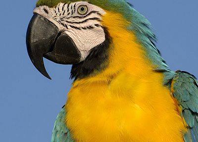 birds, parrots, Macaw, Blue-and-yellow Macaws - random desktop wallpaper