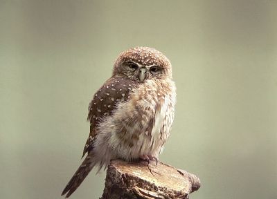 birds, owls - desktop wallpaper