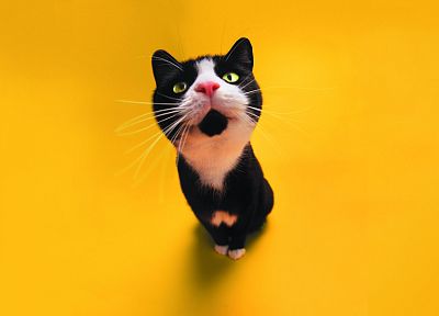 yellow, cats - duplicate desktop wallpaper