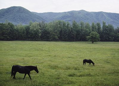 nature, forests, fields, horses, Tennessee, National Park, Great Smoky Mountains - desktop wallpaper