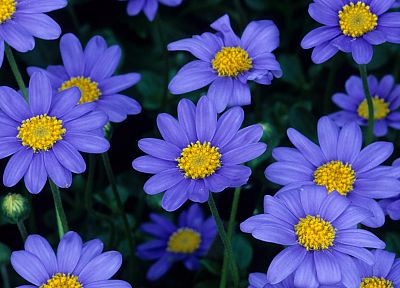 blue flowers - related desktop wallpaper