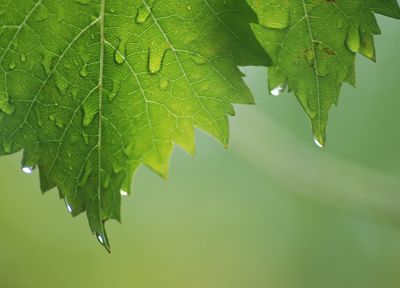 green, leaf, wet, water drops - random desktop wallpaper