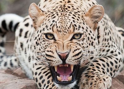 animals, snow leopards, angry, leopards - random desktop wallpaper