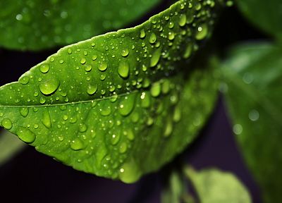 green, nature, leaves, water drops, macro - desktop wallpaper