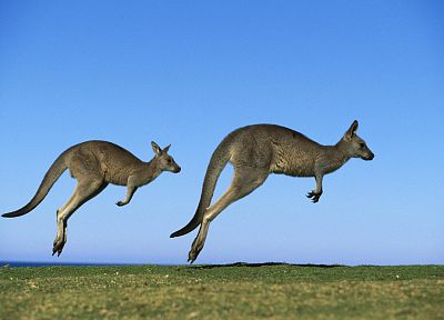 animals, kangaroos - desktop wallpaper