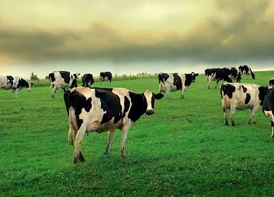 animals, grass, cows - duplicate desktop wallpaper