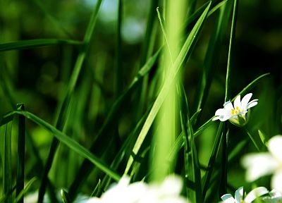 nature, flowers, grass, summer - desktop wallpaper