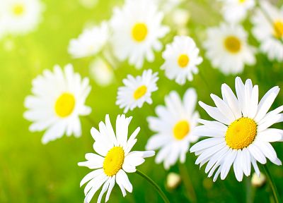 nature, flowers, daisy, sunlight - desktop wallpaper