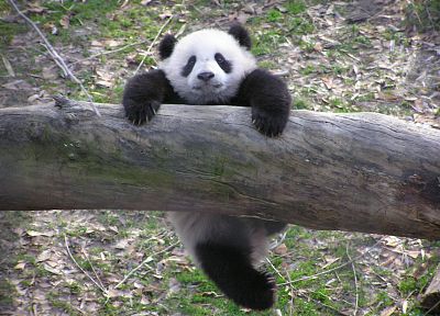 panda bears - random desktop wallpaper
