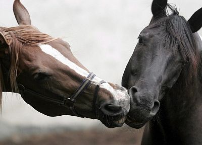 animals, horses - random desktop wallpaper