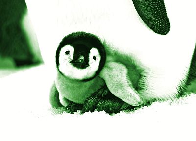 penguins, arctic, baby birds - desktop wallpaper