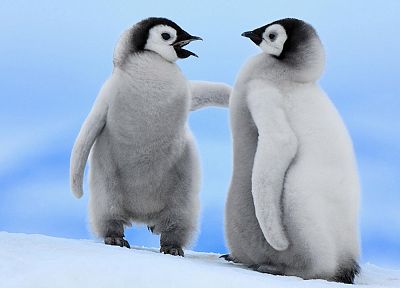 penguins, baby birds - desktop wallpaper
