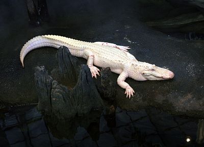 alligators, albino - desktop wallpaper