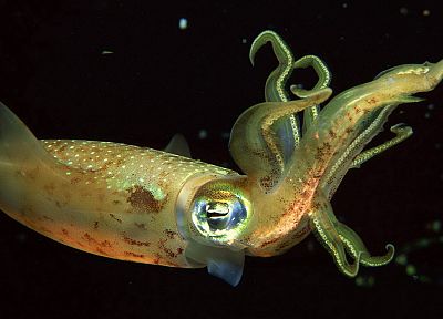 squid, Kalmar - desktop wallpaper