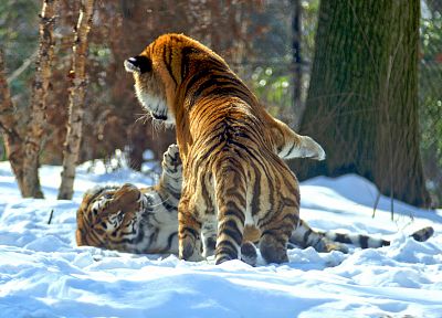 animals, tigers - random desktop wallpaper