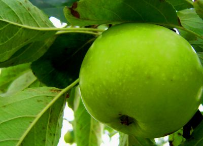 green, nature, fruits, macro, apples - related desktop wallpaper