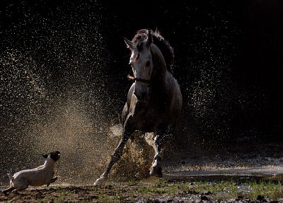 water, black, dark, animals, dogs, horses, running, mud, splashes - random desktop wallpaper