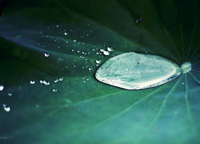 leaves, water drops - desktop wallpaper