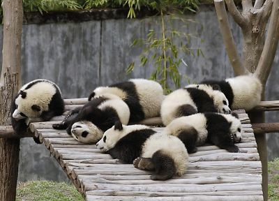 trees, wood, animals, panda bears - related desktop wallpaper