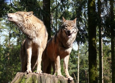 wolves - duplicate desktop wallpaper