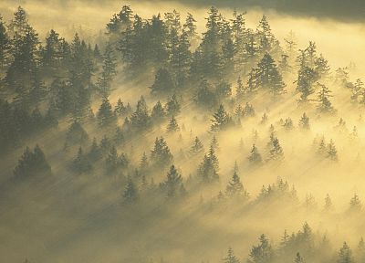 forests, mist, National Park, Washington, Mount Rainier - desktop wallpaper