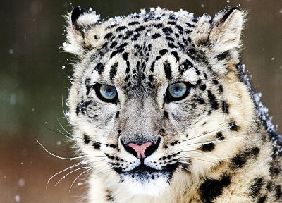 snow, animals, snow leopards, snowflakes, leopards, faces - desktop wallpaper