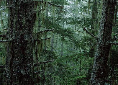 nature, trees, forests, outdoors, moss - duplicate desktop wallpaper