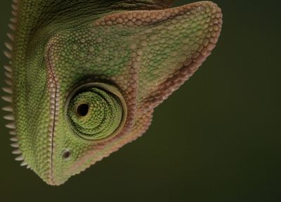 chameleons, macro, reptiles - duplicate desktop wallpaper