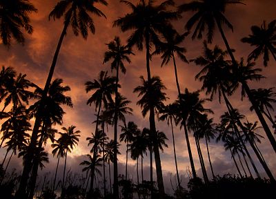Hawaii, dreams, kauai, coconut, palm trees - duplicate desktop wallpaper