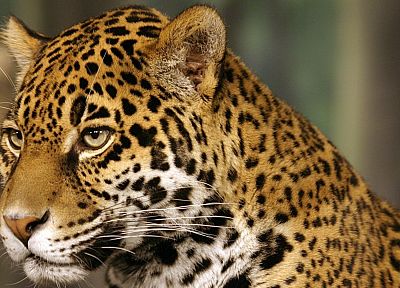 animals, jaguars - desktop wallpaper