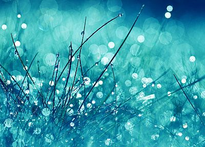 grass, water drops, depth of field - related desktop wallpaper