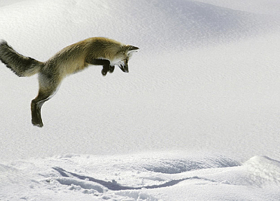 nature, foxes - random desktop wallpaper