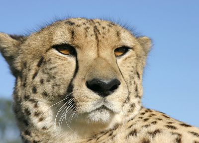 animals, cheetahs, wild cats - related desktop wallpaper