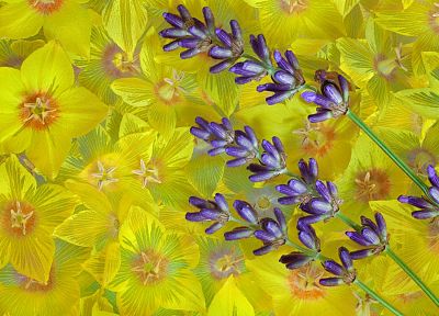 blossoms, lavender, yellow flowers - random desktop wallpaper