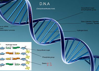 science, DNA - duplicate desktop wallpaper
