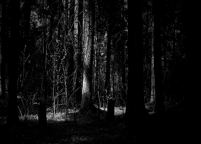 trees, dark, forests, grayscale, sunlight, monochrome - random desktop wallpaper