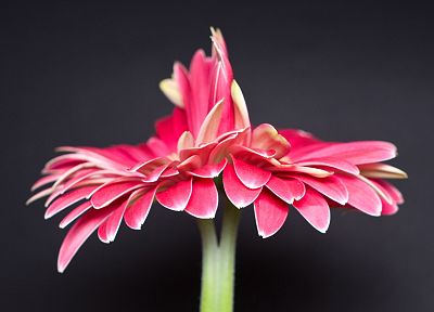 nature, flowers, pink - duplicate desktop wallpaper