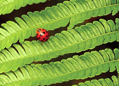 nature, insects, leaves, plants, macro, ladybirds - random desktop wallpaper