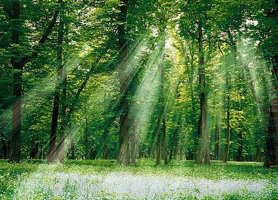 forests, sunlight, magical - desktop wallpaper