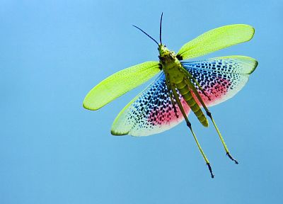 insects, grasshopper - related desktop wallpaper
