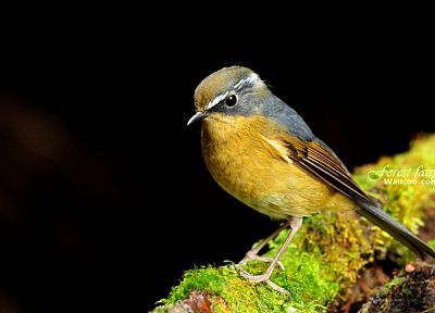 birds, animals, wildlife, robins - desktop wallpaper