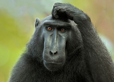 animals, monkeys - duplicate desktop wallpaper